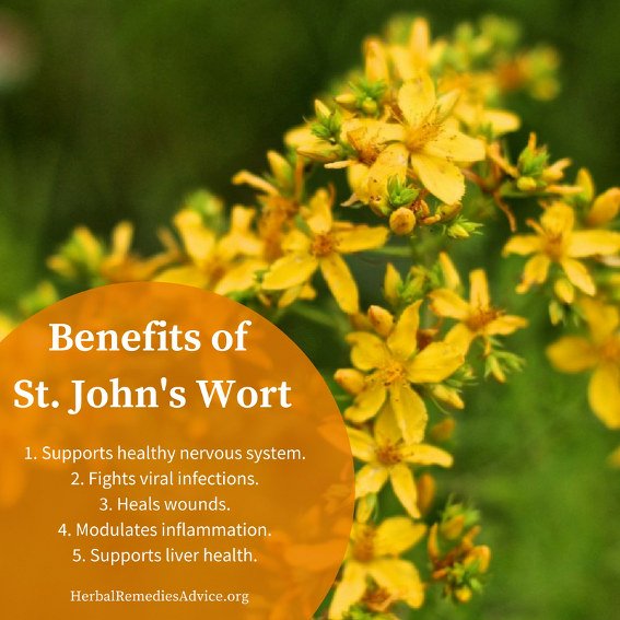 St. John’s wort – a cure for 99 ailments